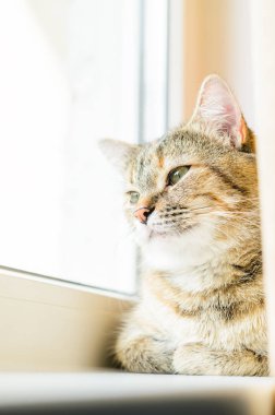 Kedi portre parlak zemin üzerine