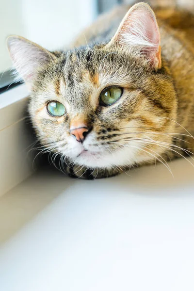 Bir beyaz pencere yerli kedi portresi. Kedi pencere yakın çekim bırakır. Metin için boş yer