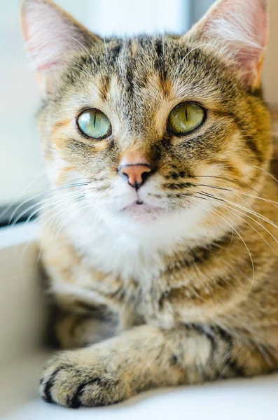 Kedi portre parlak zemin üzerine