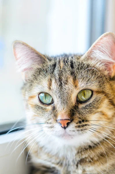 Kedi portre parlak zemin üzerine