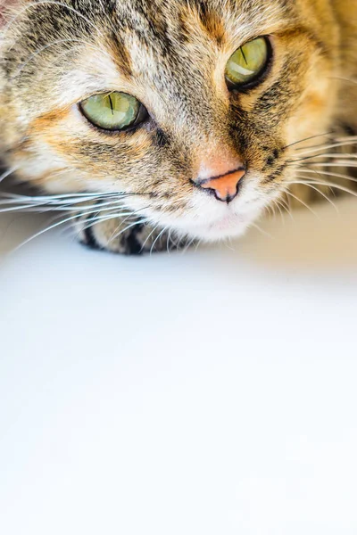 Kedi portre parlak zemin üzerine