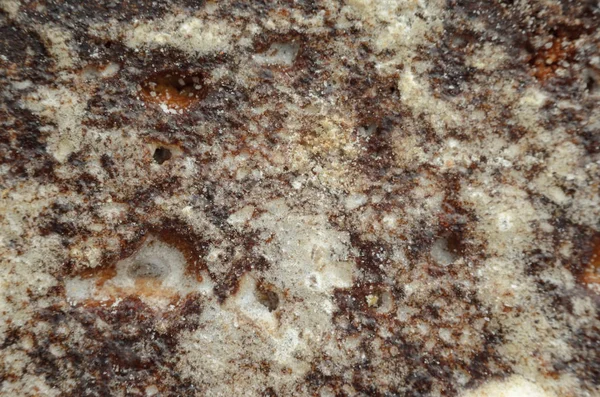 Zencefilli kurabiye doku. Doku closeup pişirme