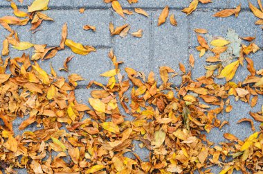 Sarı düşen sonbahar yaprakları üzerinde gri ile döşeli kaldırımda Beton parke taşı görünümü Top. Sonbahar yaklaşım, sezon değişim kavramı