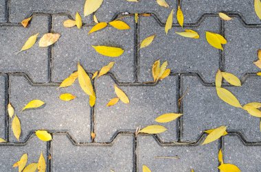 Sarı düşen sonbahar yaprakları üzerinde gri ile döşeli kaldırımda Beton parke taşı görünümü Top. Sonbahar yaklaşım, sezon değişim kavramı