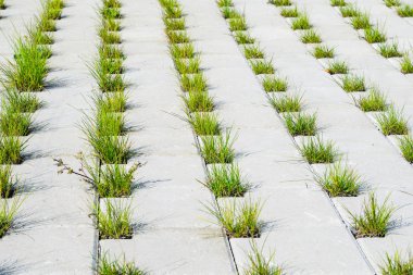 Yolun çim için gri beton Cobblestones delikleri ile kaplıdır. Perspektif görünümü. Bir kafes şeklinde ve çim deliklere gri kaldırım taşı. Öğe konsept peyzaj
