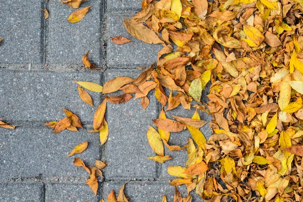 Żółty Upadłych Autumn Listowie Chodnik Wyłożony Szary Beton Kostka Brukowa — Zdjęcie stockowe