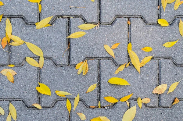 Yellow Fallen Autumn Leaves Sidewalk Paved Gray Concrete Paving Stones — Stock Photo, Image