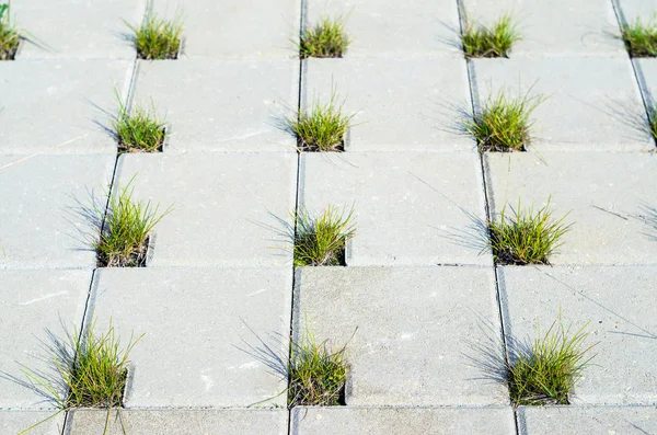 Yolun çim için gri beton Cobblestones delikleri ile kaplıdır. Perspektif görünümü. Bir kafes şeklinde ve çim deliklere gri kaldırım taşı. Öğe konsept peyzaj