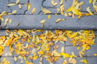 Kaldırıma düşen sonbahar yaprakları.