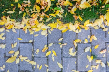 Kaldırım ve çim üzerinde düşen sonbahar yaprakları