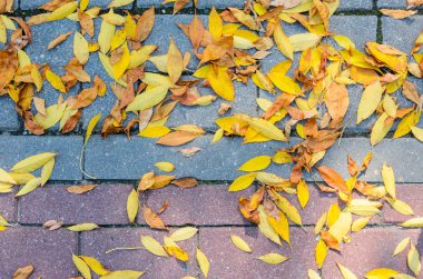 Kaldırıma düşen sonbahar yaprakları.