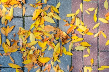 Kaldırıma düşen sonbahar yaprakları.