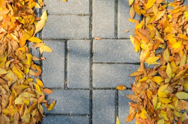 Kaldırıma düşen sonbahar yaprakları.