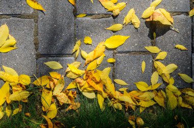 Kaldırım ve çim üzerinde düşen sonbahar yaprakları