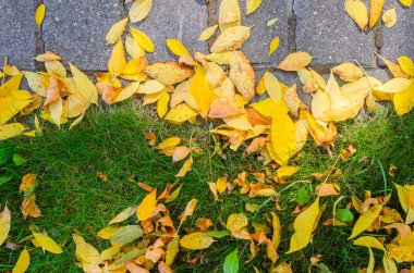 Kaldırım ve çim üzerinde düşen sonbahar yaprakları