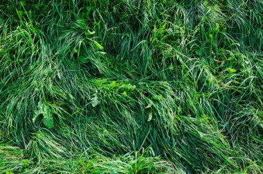 Yaz sezonu uzun yeşil çimen