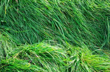 Yaz sezonu uzun yeşil çimen