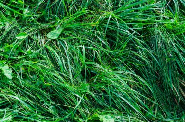 Yaz sezonu uzun yeşil çimen