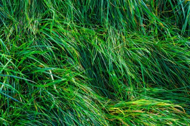 Yaz sezonu uzun yeşil çimen