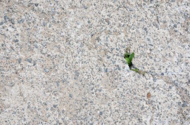 Bitki çatlak arasında beton büyüyen