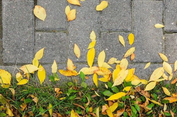 Kaldırım ve çim üzerinde düşen sonbahar yaprakları