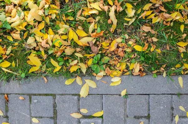 Kaldırım ve çim üzerinde düşen sonbahar yaprakları