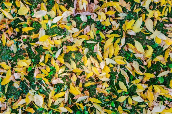 Een gazon gras bedekt met gevallen esdoorn bladeren. — Stockfoto