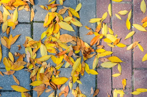 Kaldırıma düşen sonbahar yaprakları.