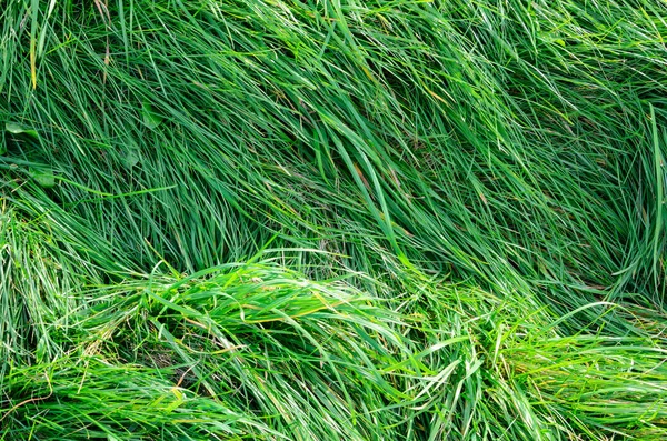 Yaz sezonu uzun yeşil çimen