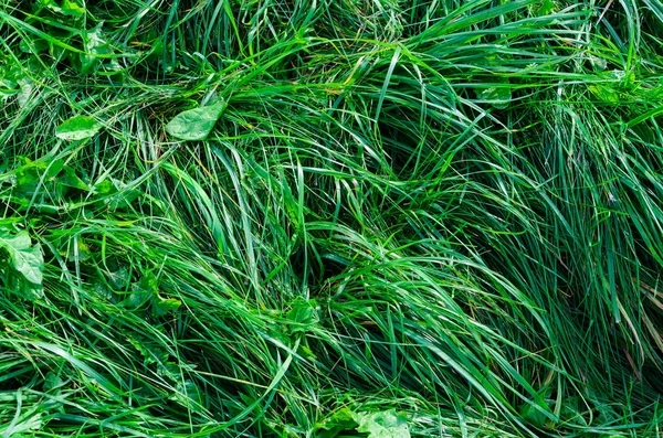 Yaz sezonu uzun yeşil çimen