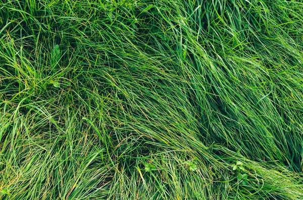 Yaz sezonu uzun yeşil çimen