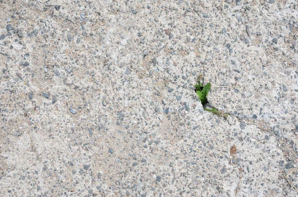 Bitki çatlak arasında beton büyüyen