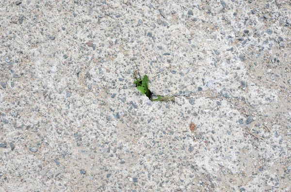 Bitki çatlak arasında beton büyüyen