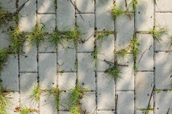 Sendero pavimentado con hierba — Foto de Stock