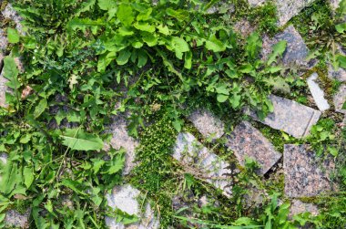 Patika ile çim kaldırım