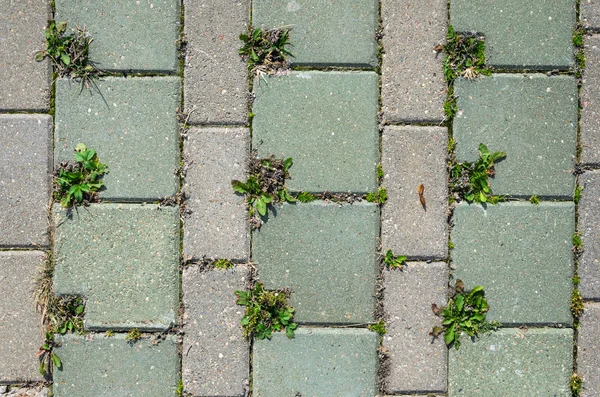 Pavimento Betão Cobblestones Textura — Fotografia de Stock