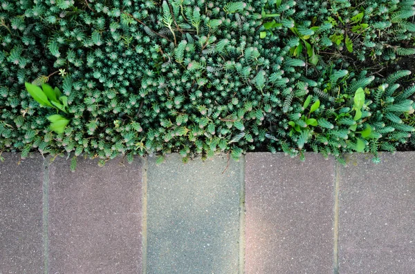 Grå trottoaren och gräs gräsmatta textur — Stockfoto