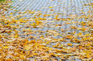 Sarı akçaağaç düşmüş yaprakları ile gri beton parke taşı döşeli kaldırımda. Sonbahar yaklaşım, sezon değişim kavramı