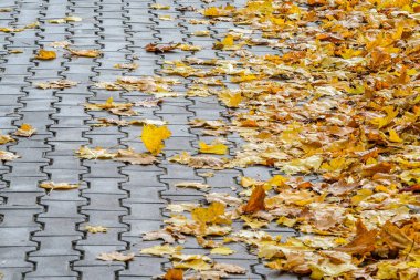 Sarı akçaağaç düşmüş yaprakları ile gri beton parke taşı döşeli kaldırımda. Sonbahar yaklaşım, sezon değişim kavramı