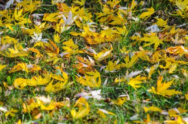 Halı zemin yaprak. Çimenlerin üzerinde sonbahar yaprakları