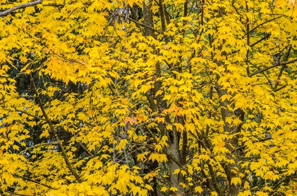 Branches Trees Autumn Park Seasonal Background — Stock Photo, Image