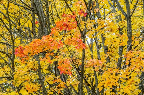 Rami Alberi Parco Autunnale Contesto Stagionale — Foto Stock