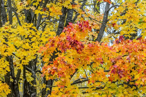 Baumzweige Einem Herbstlichen Park Saisonaler Hintergrund — Stockfoto