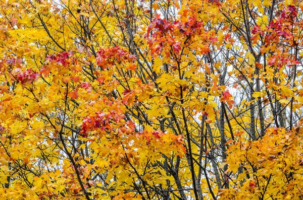 Takken Van Bomen Een Park Van Herfst Seizoensgebonden Achtergrond — Stockfoto
