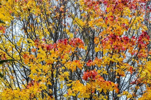 Branches Arbres Dans Parc Automne Contexte Saisonnier — Photo