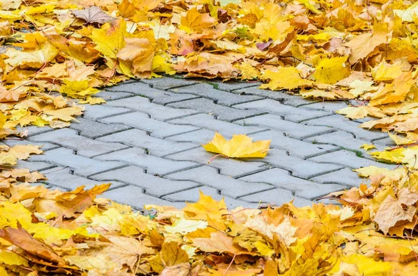 The fallen maple leaves are creatively folded on a concrete pavement. Autumn background with blank space for text centered.