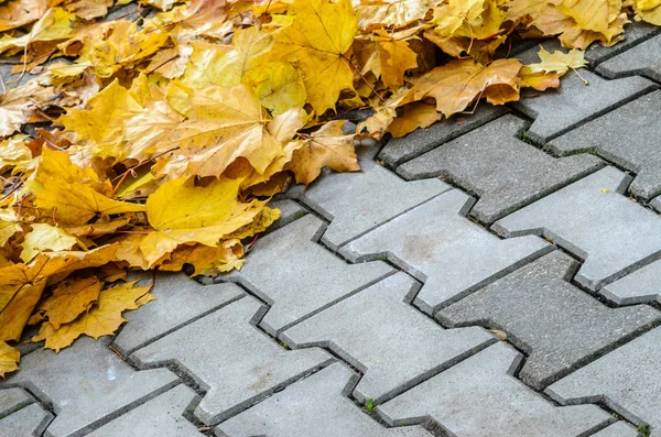 The fallen maple leaves are creatively folded on a concrete pavement. Autumn background with blank space for text centered.