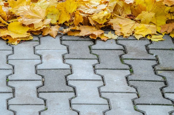 落下的枫叶在水泥路面上创造性地折叠起来 以空格为中心的秋季背景 — 图库照片