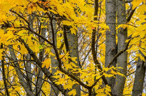 Baumzweige Einem Herbstlichen Park Saisonaler Hintergrund Textur Der Gelben Baumkrone — Stockfoto