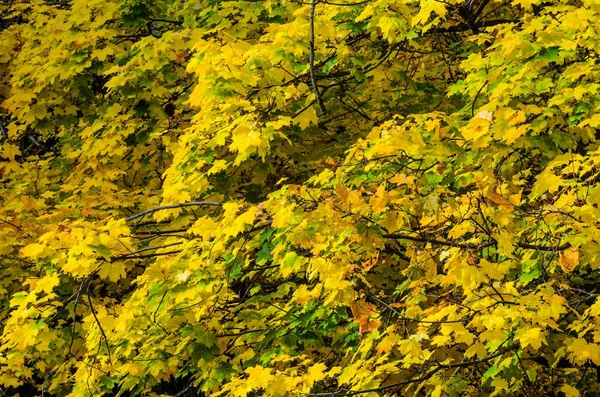 Baumzweige Einem Herbstlichen Park Saisonaler Hintergrund Textur Der Gelben Baumkrone — Stockfoto